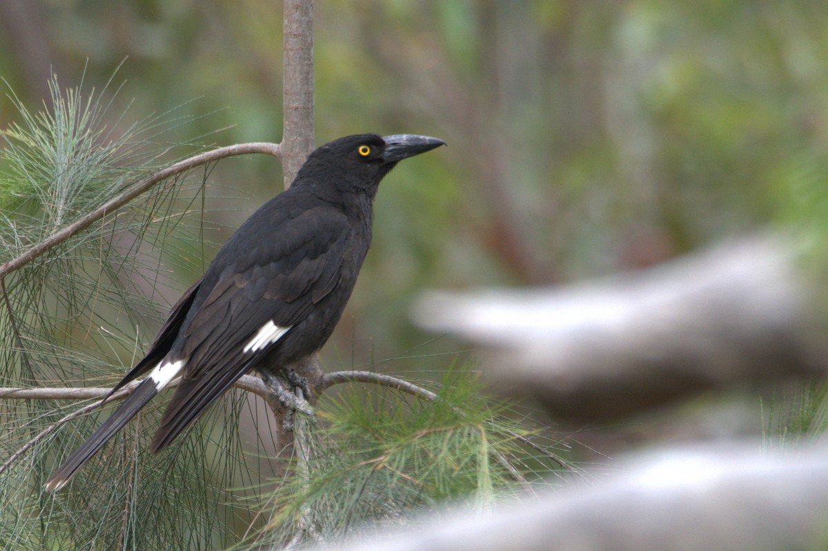 Grand Réveilleur - ML644580264