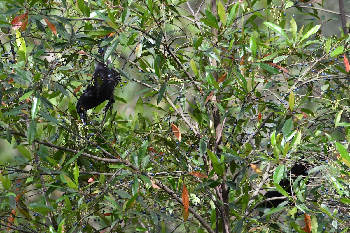 Grand Réveilleur - ML644580265