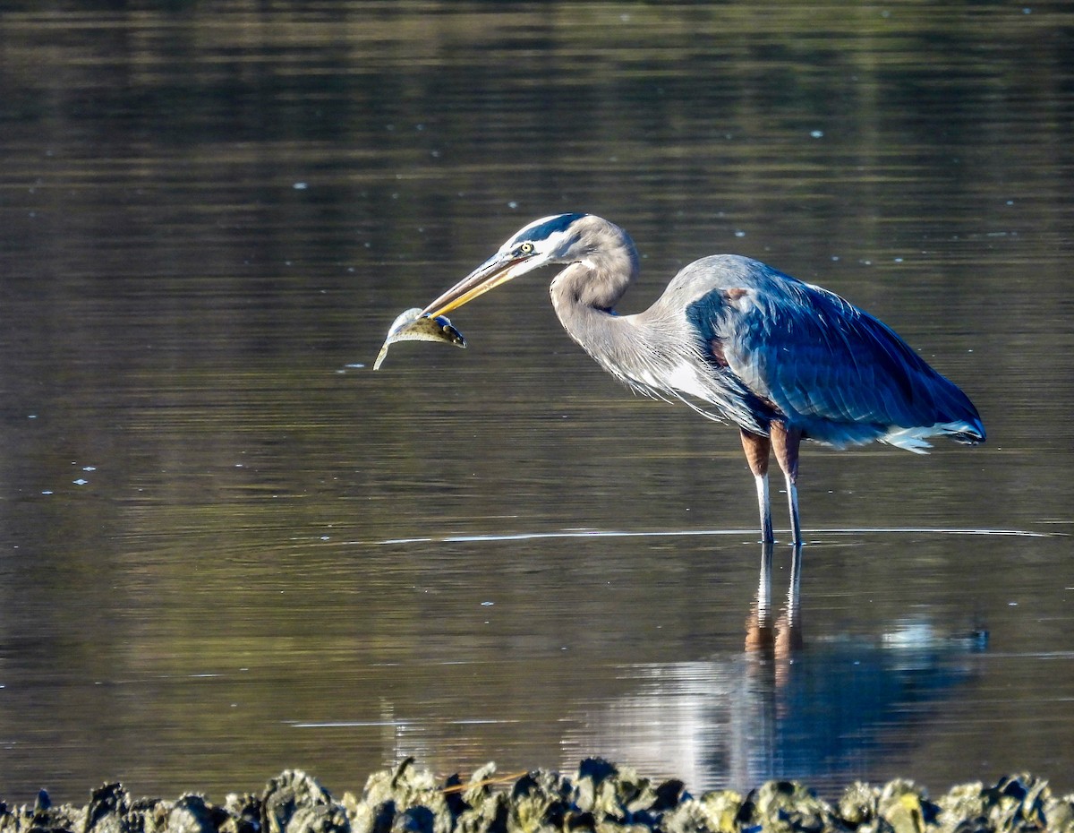 Great Blue Heron - ML644580267