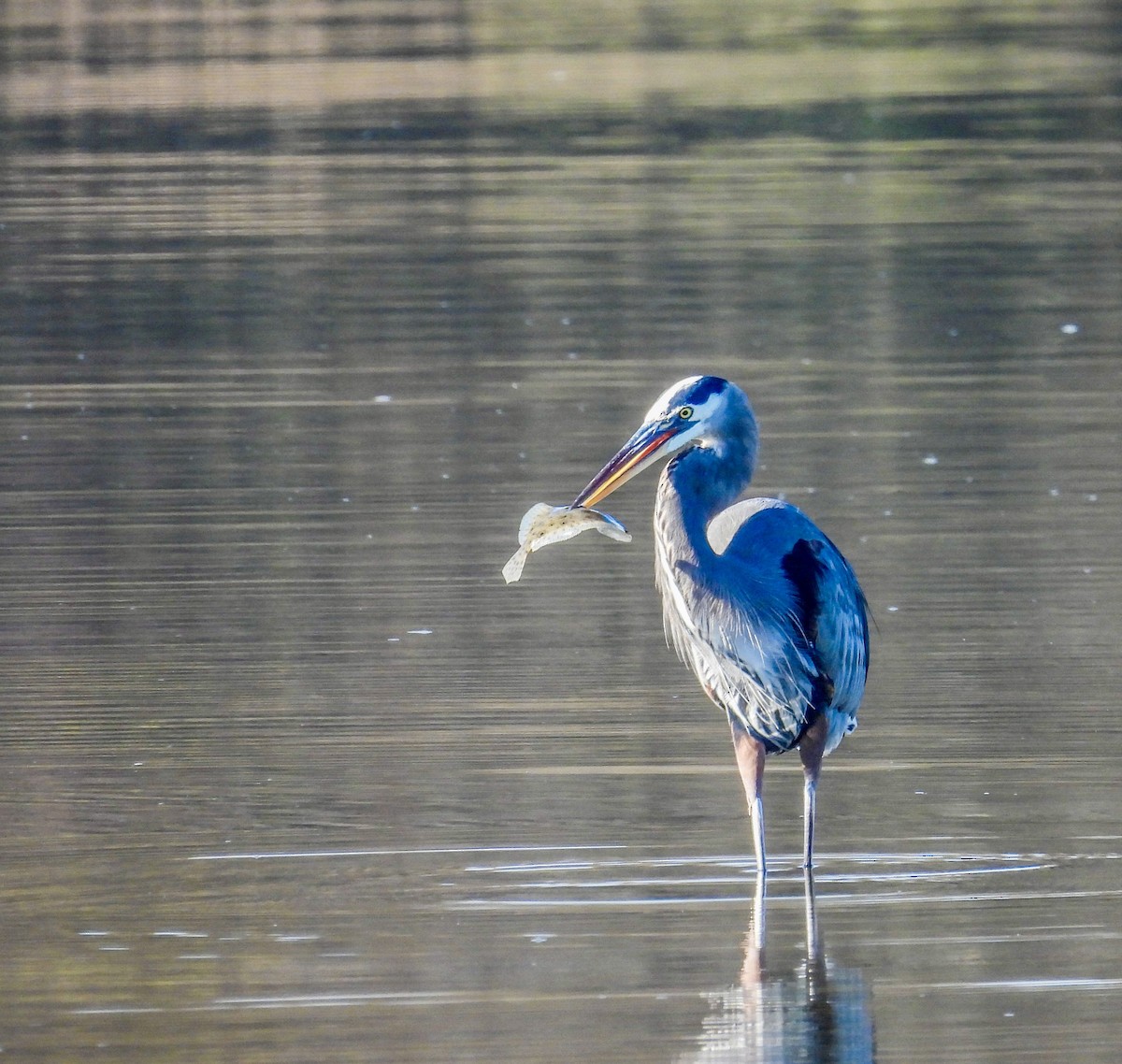 Great Blue Heron - ML644580268