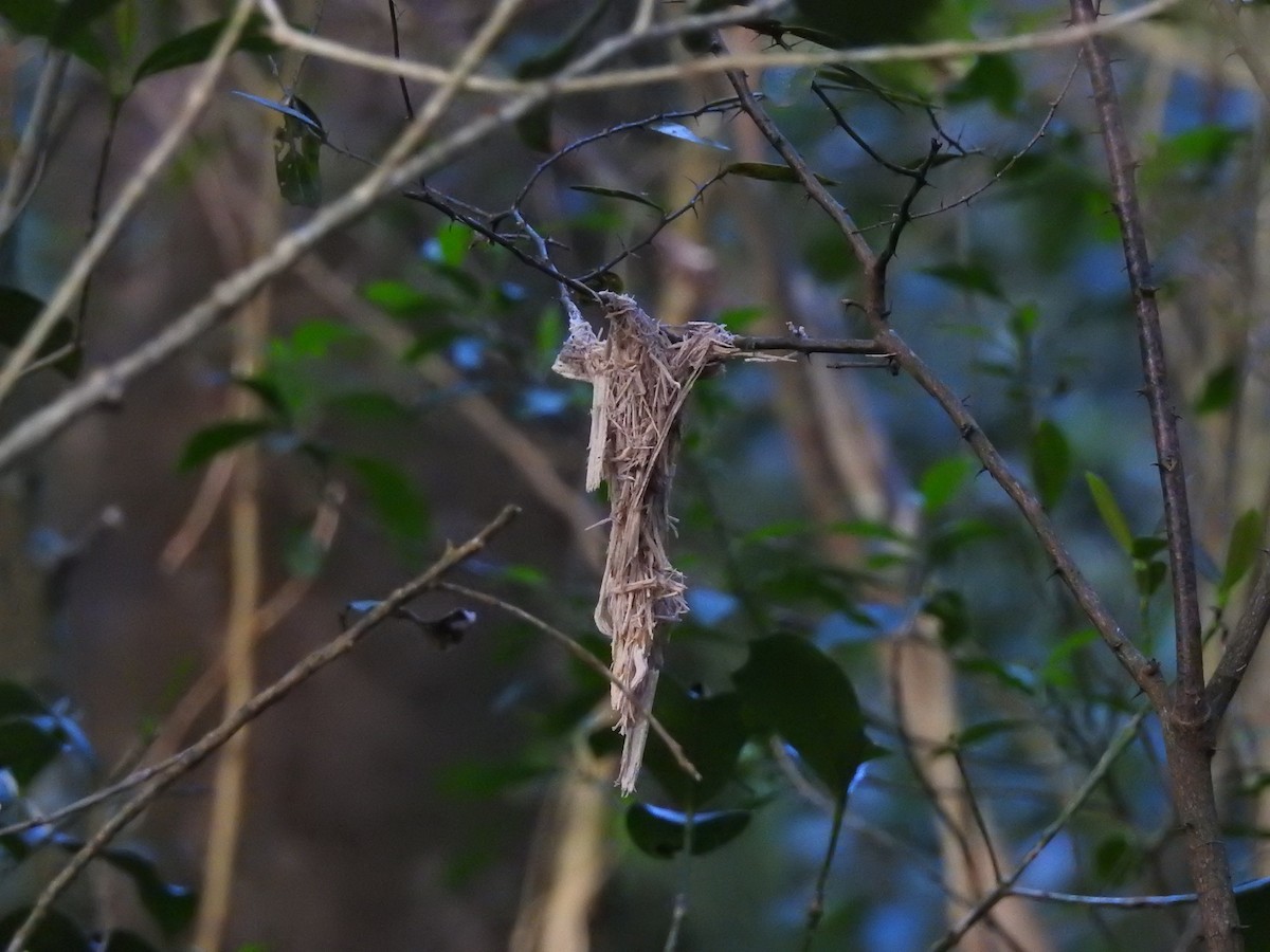 Australian Rufous Fantail - ML644580270