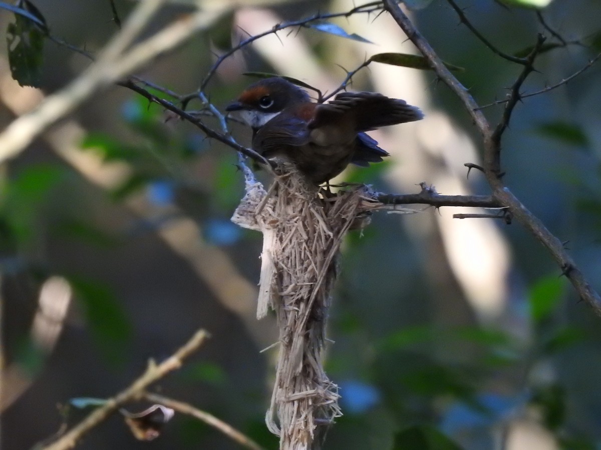 Australian Rufous Fantail - ML644580271