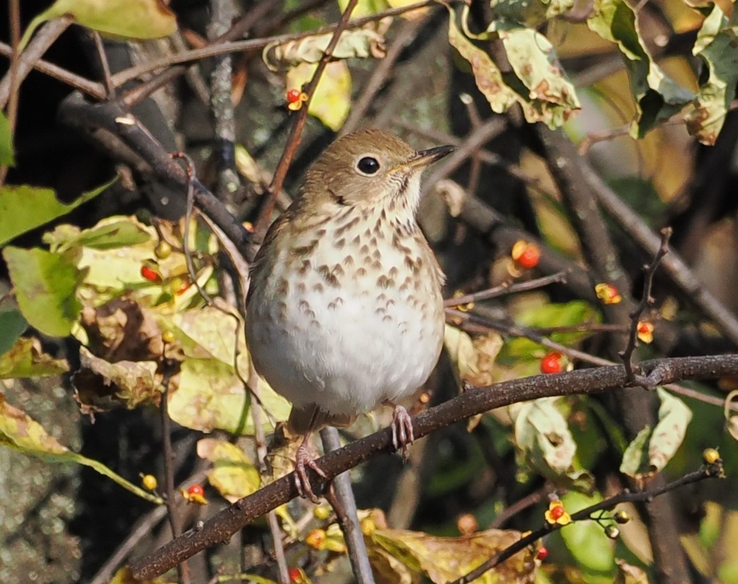 Hermit Thrush - ML644580274