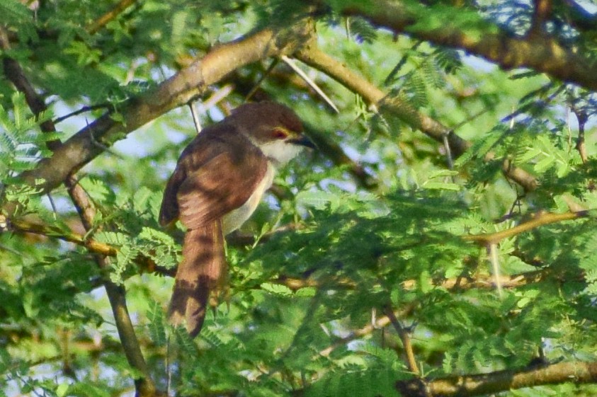 Timalí Ojigualdo - ML644580277