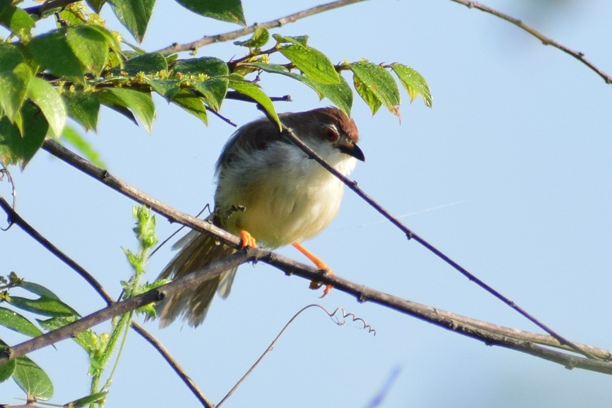 Timalí Ojigualdo - ML644580278