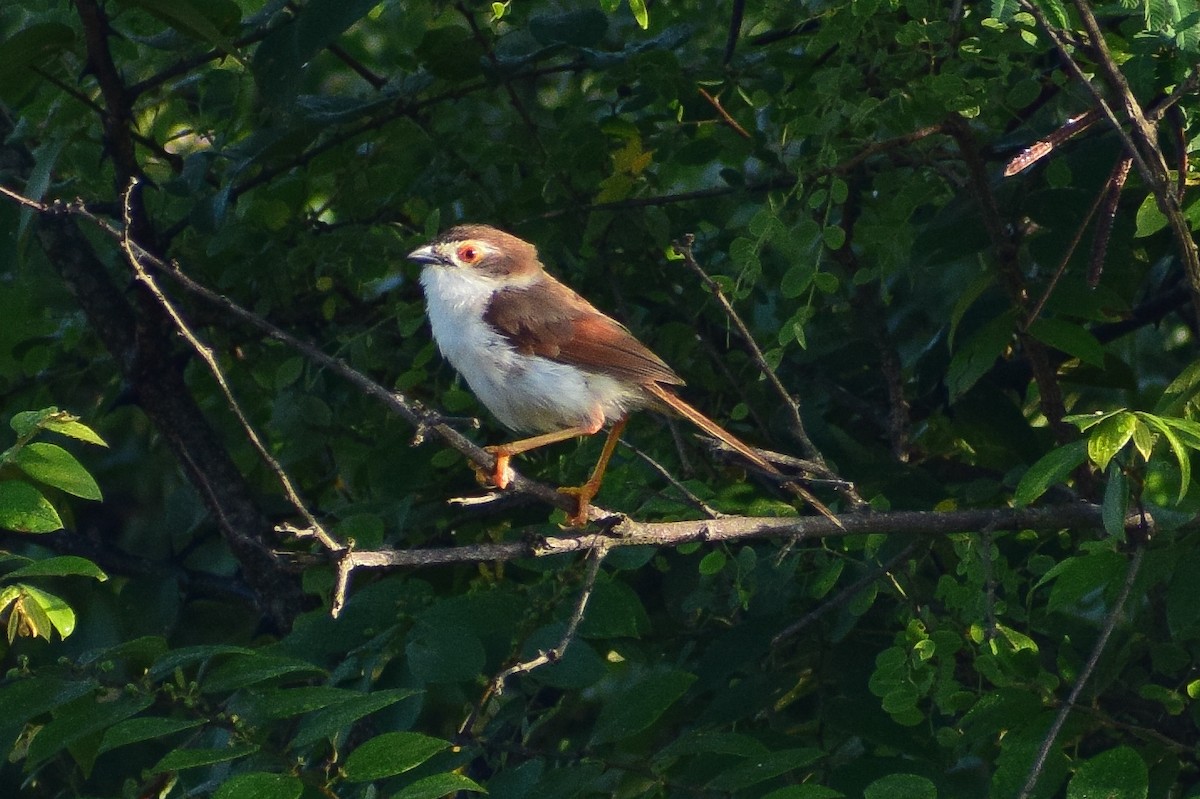 Timalí Ojigualdo - ML644580279