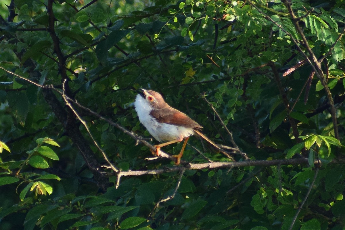 Timalí Ojigualdo - ML644580280