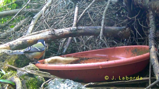 Great Tit - ML644580283