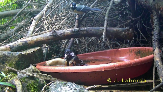 Great Tit - ML644580284