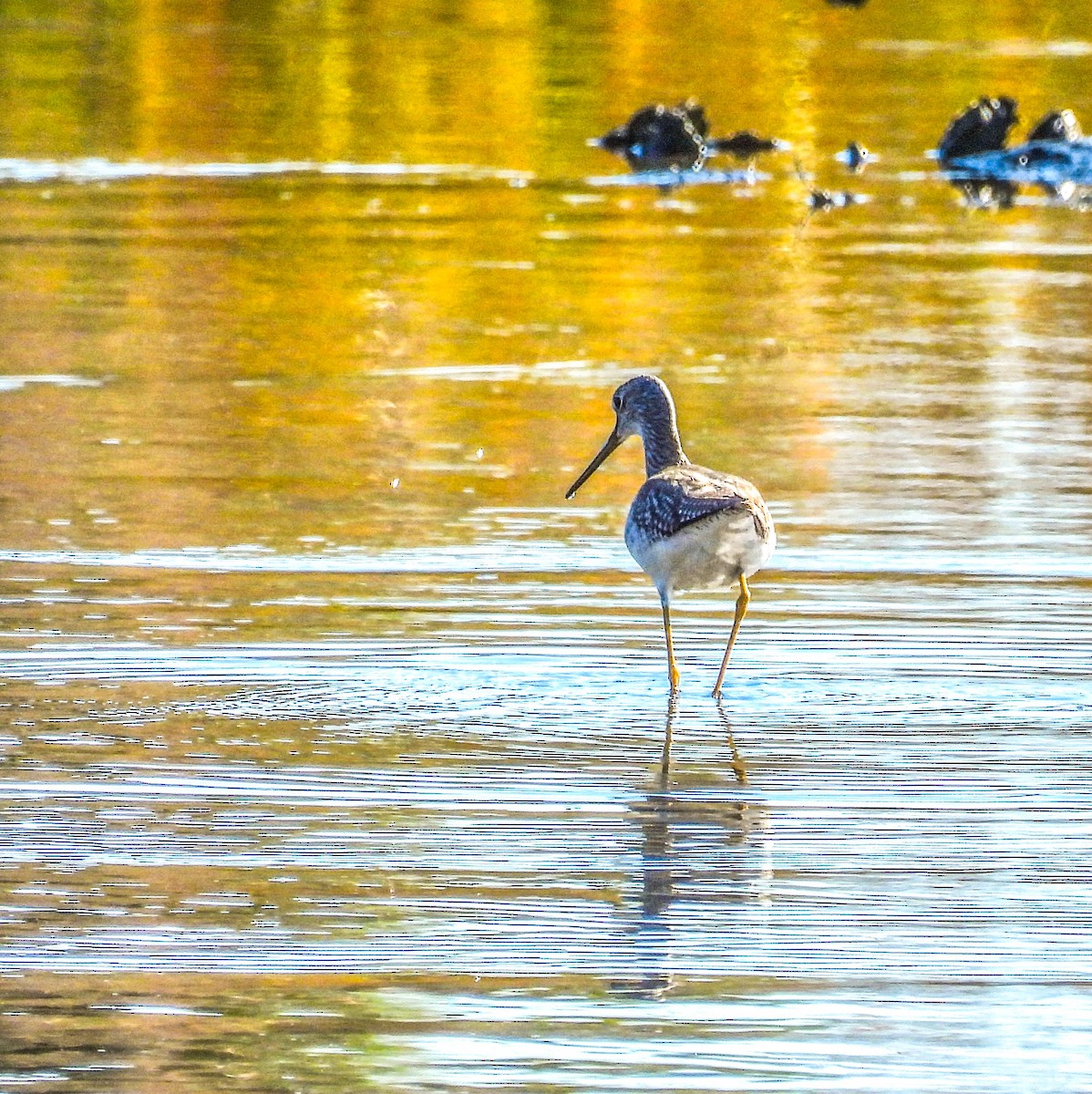 ביצנית עקודה - ML644580285