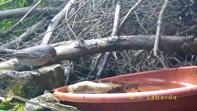 Spotted Flycatcher - ML644580288