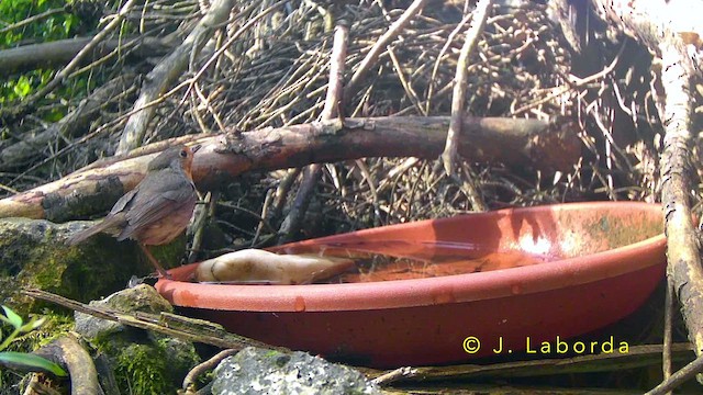 European Robin - ML644580289