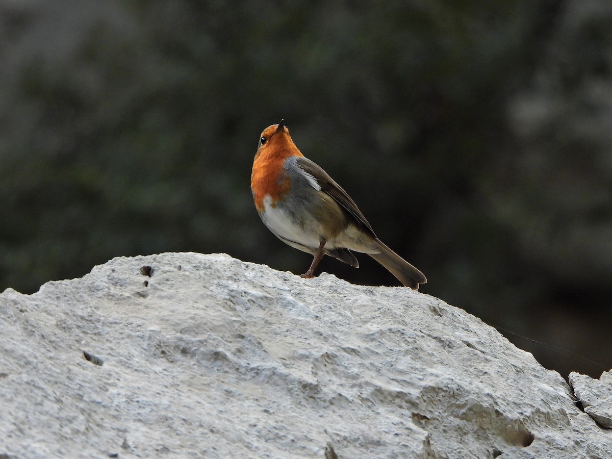 ヨーロッパコマドリ - ML644580291