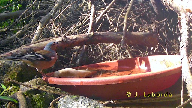 ズアオアトリ - ML644580292