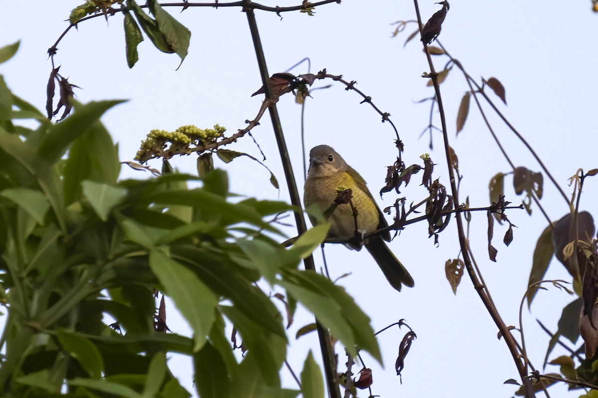 キジマミドリヒヨドリ - ML644580293