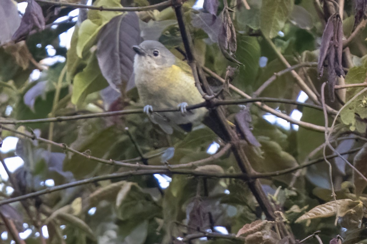 キジマミドリヒヨドリ - ML644580294