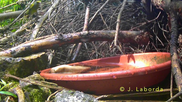 アオカワラヒワ - ML644580295