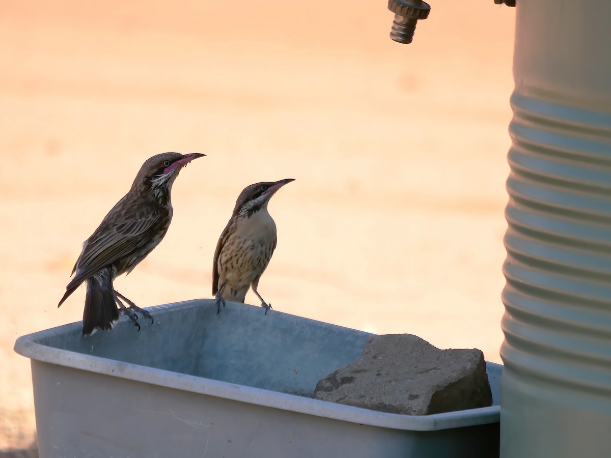 ケミミミツスイ - ML644580296