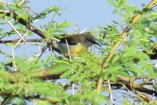 ムラサキタイヨウチョウ - ML644580297