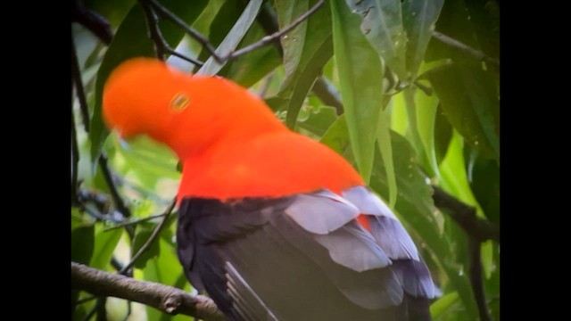 Andean Cock-of-the-rock - ML644580298