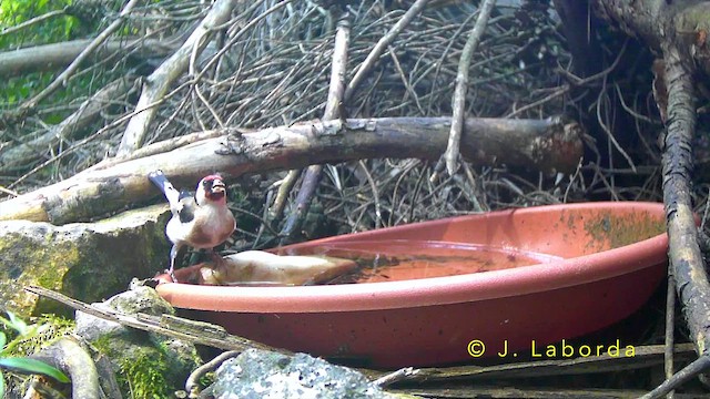 ゴシキヒワ - ML644580299