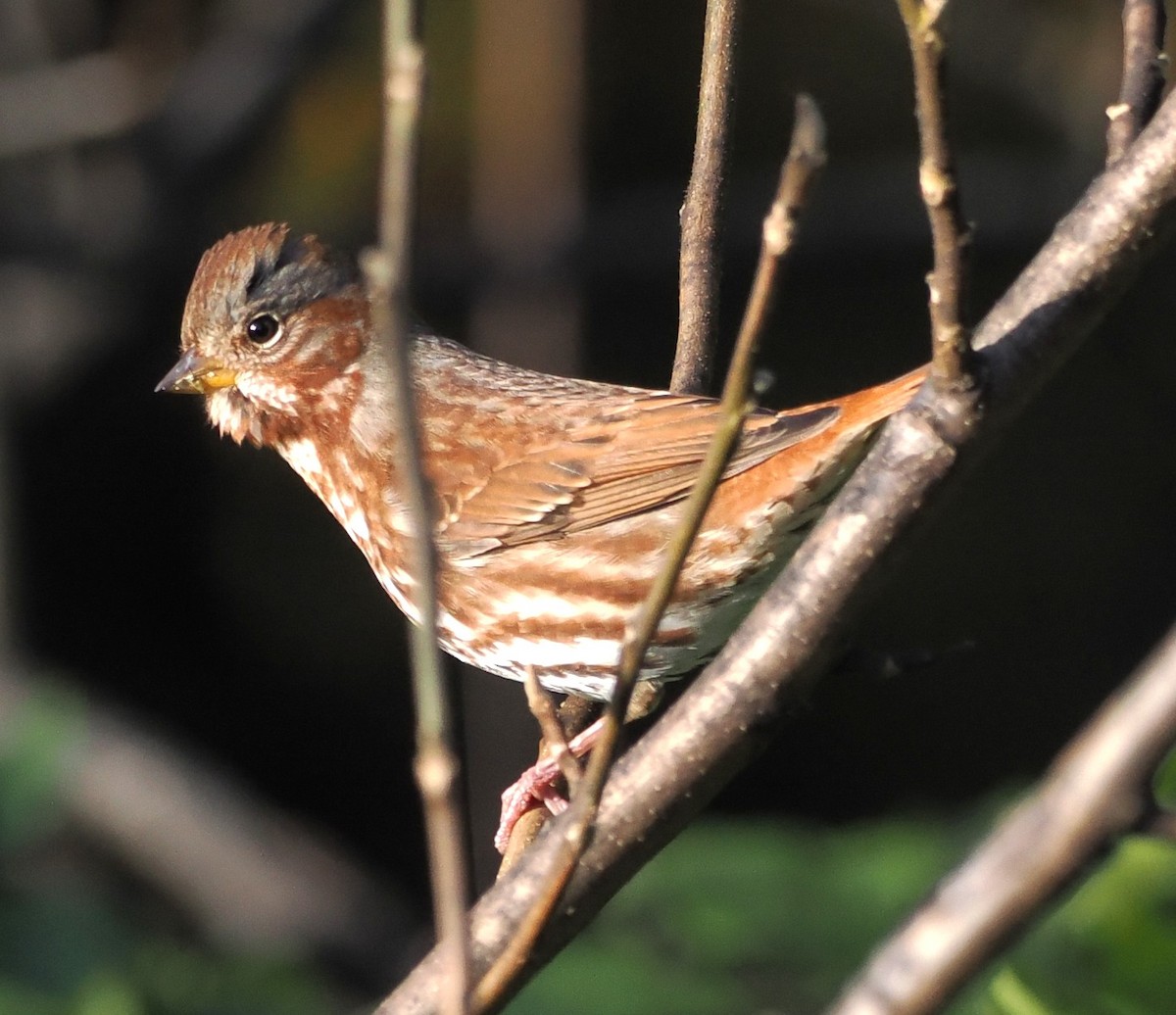 ゴマフスズメ - ML644580300