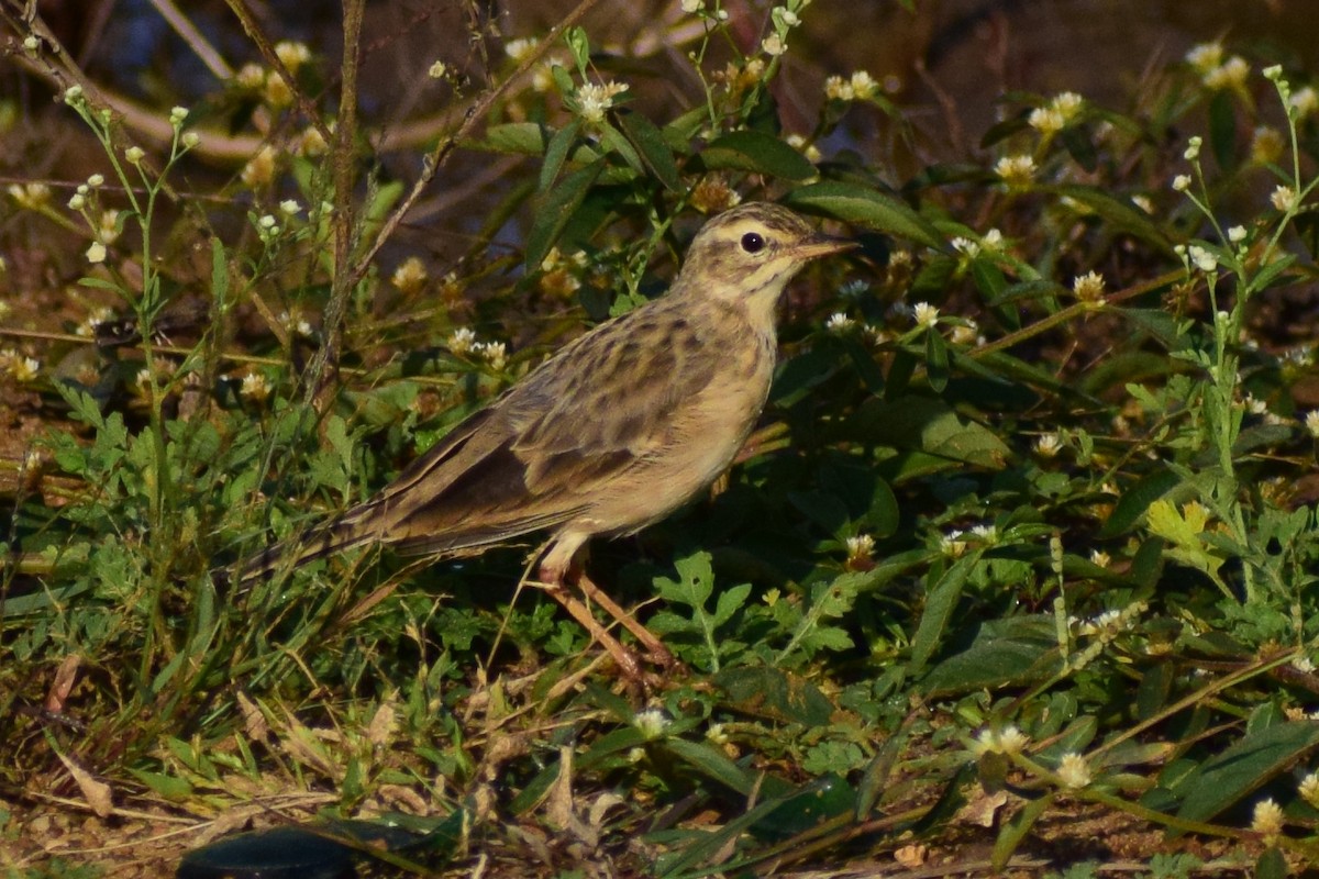 ヒメマミジロタヒバリ - ML644580301