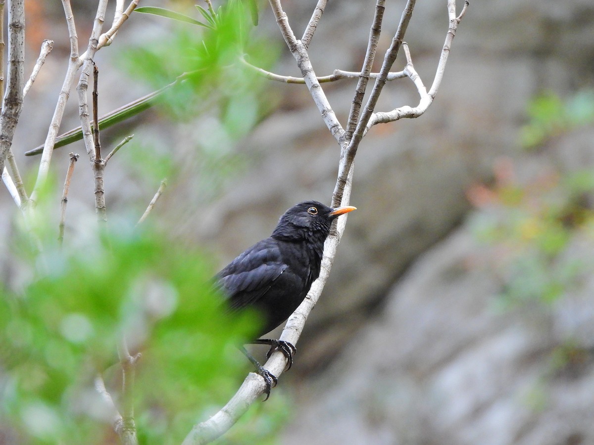 ニシクロウタドリ - ML644580302