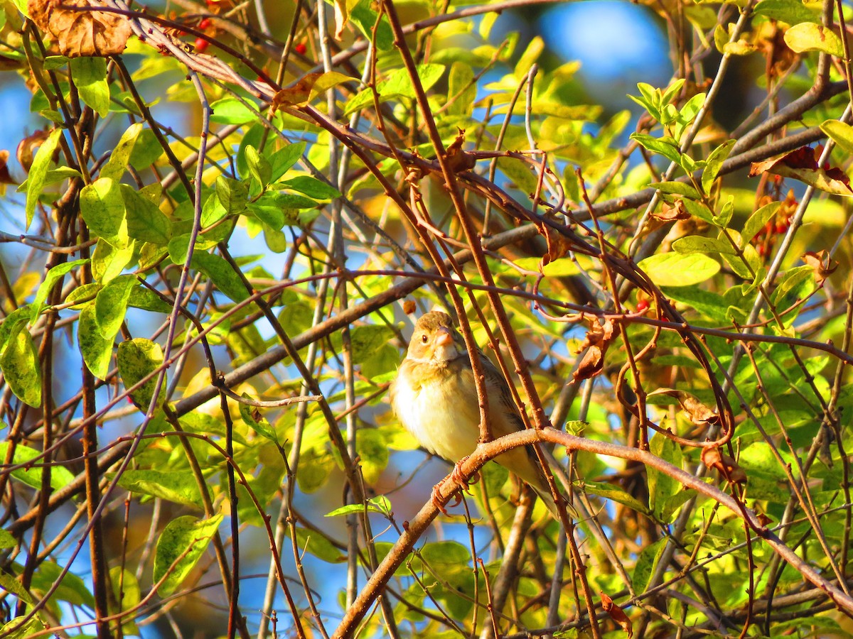 スズメ目 - ML644580304