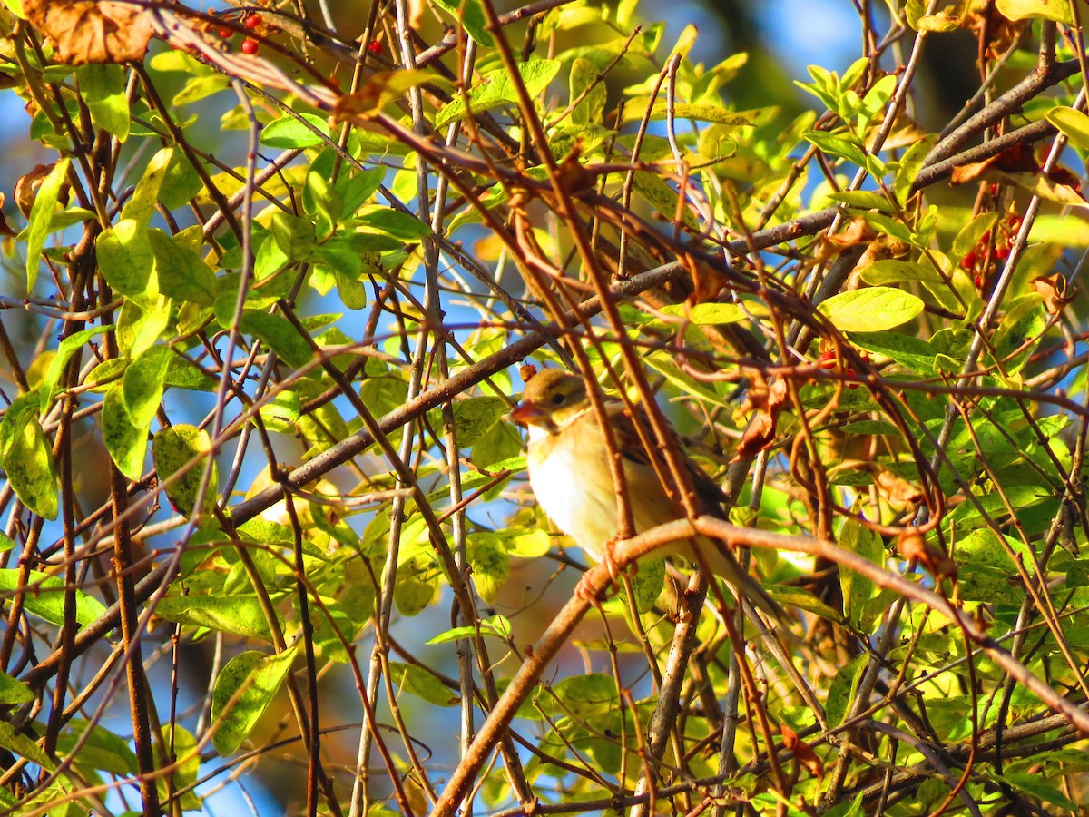スズメ目 - ML644580305