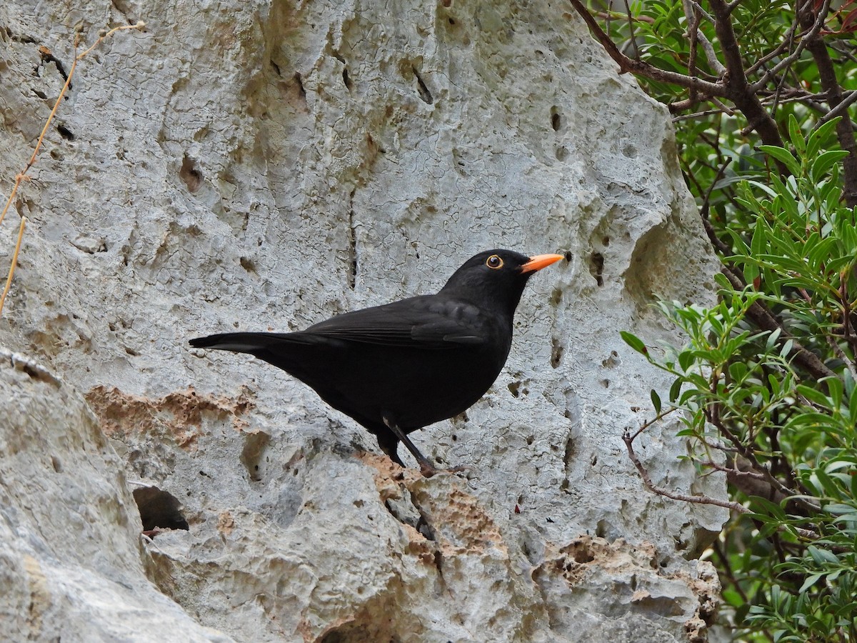 ニシクロウタドリ - ML644580306