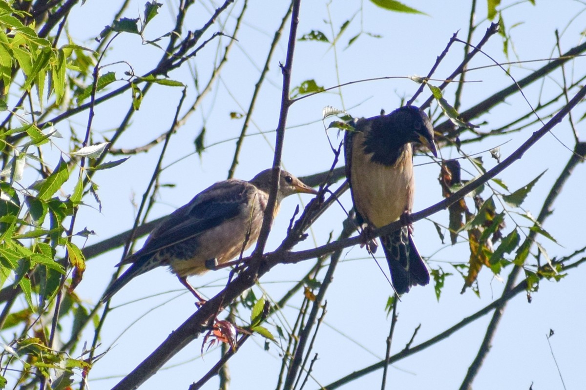 バライロムクドリ - ML644580307