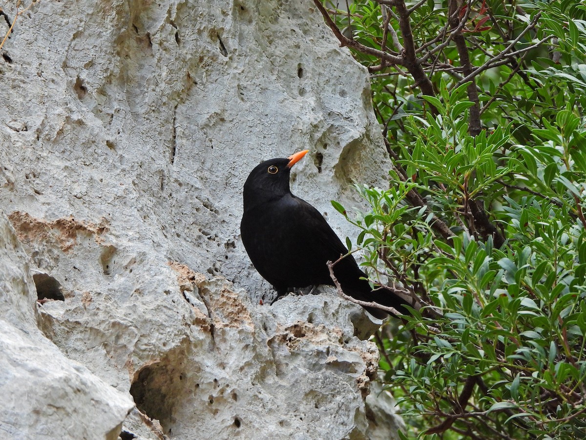 ニシクロウタドリ - ML644580308