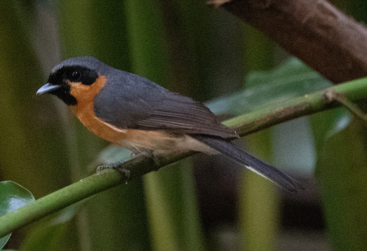 オーストラリアメンガタカササギビタキ - ML644580309