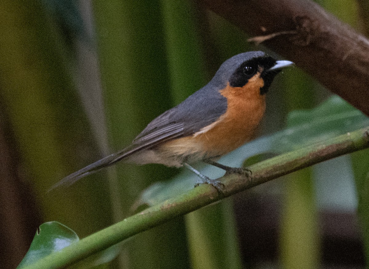 オーストラリアメンガタカササギビタキ - ML644580310