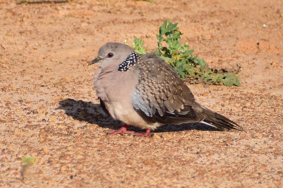 カノコバト - ML644580311