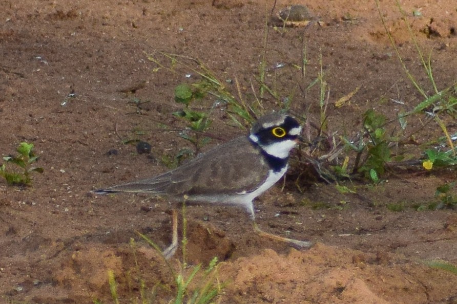 コチドリ - ML644580312