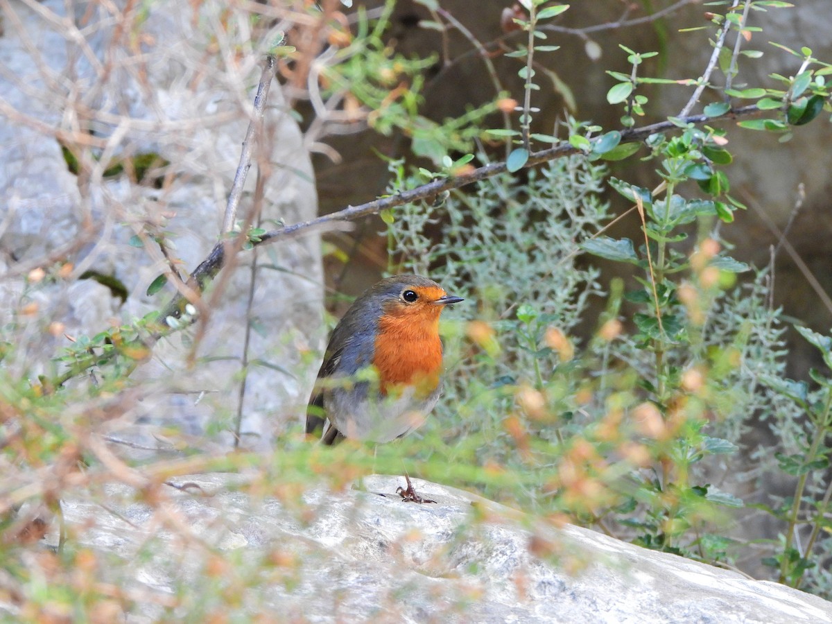 ヨーロッパコマドリ - ML644580313