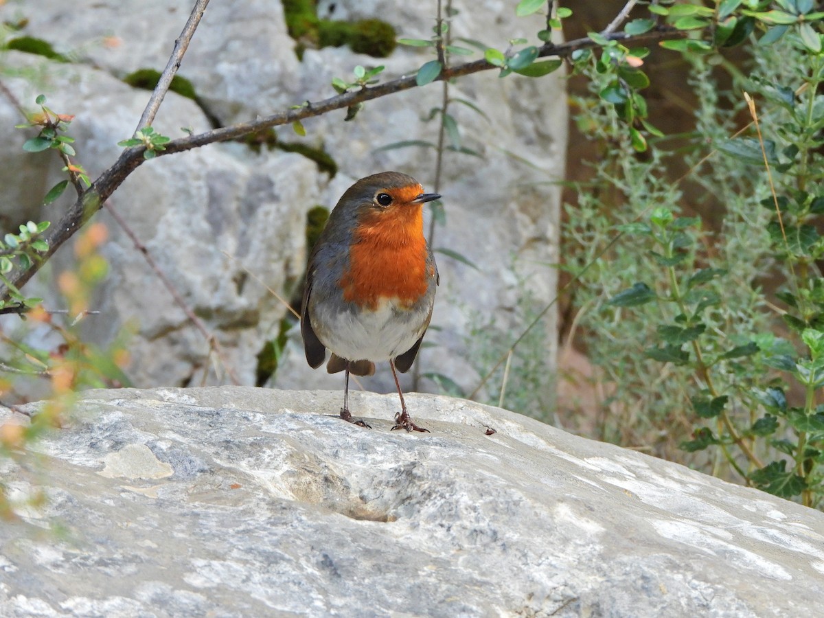 ヨーロッパコマドリ - ML644580314