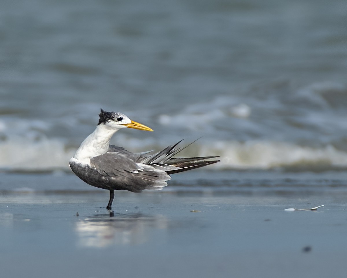 オオアジサシ - ML644580315