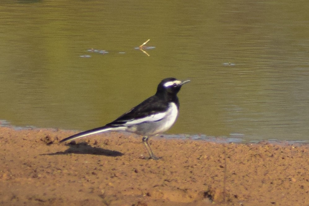 オオハクセキレイ - ML644580316