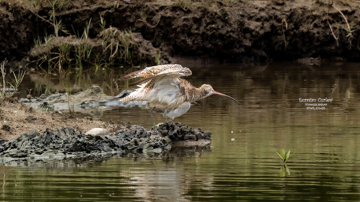 ダイシャクシギ - ML644580317