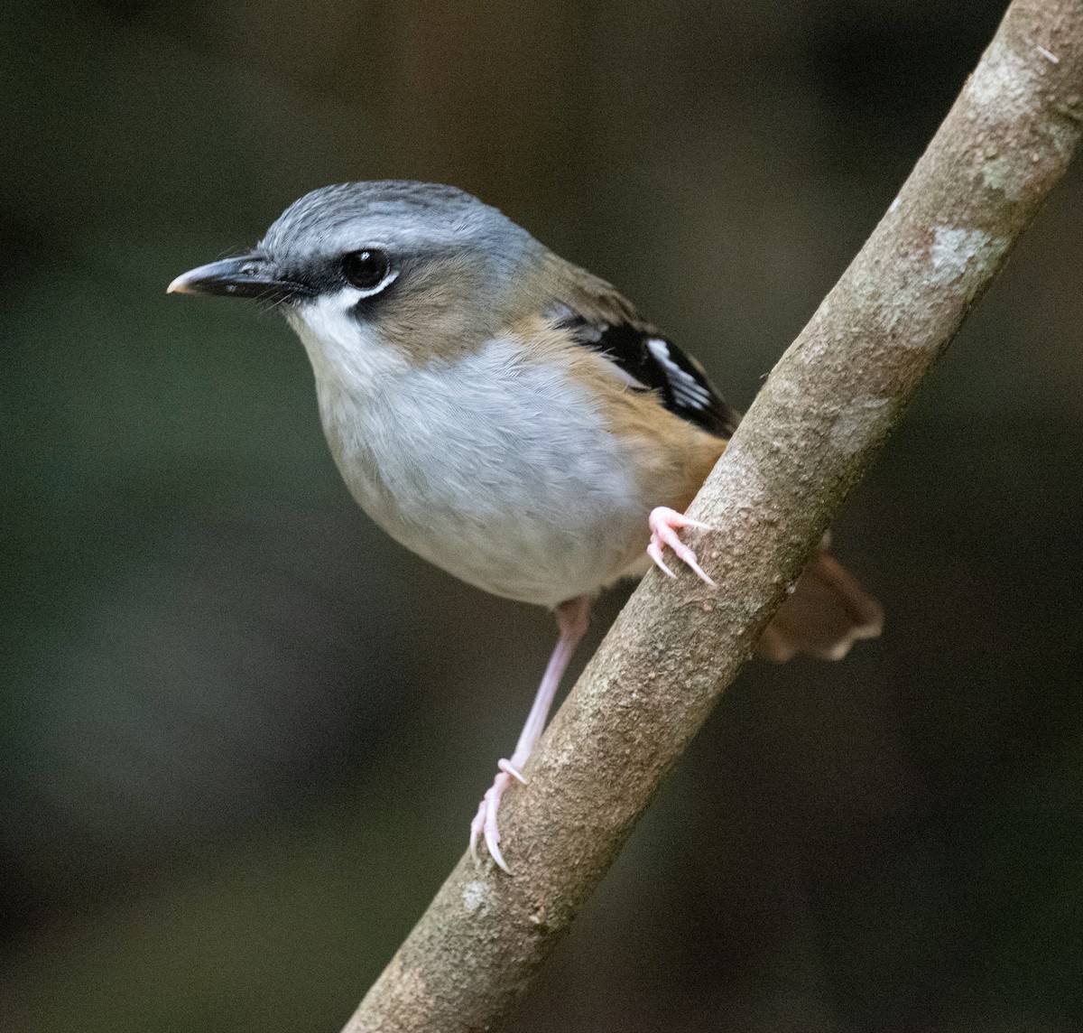 ハイガシラヤブヒタキ - ML644580318