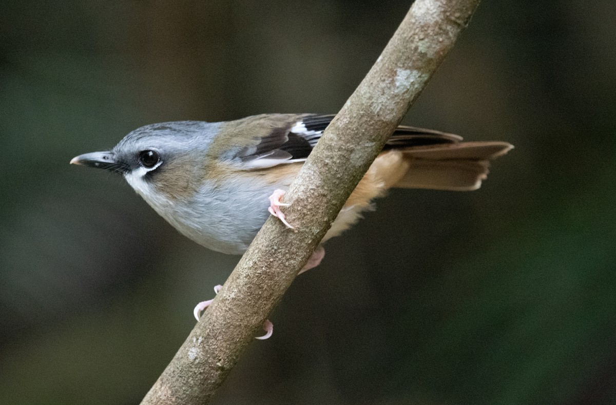 ハイガシラヤブヒタキ - ML644580319