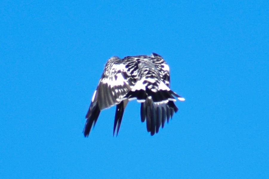 ヒメヤマセミ - ML644580321