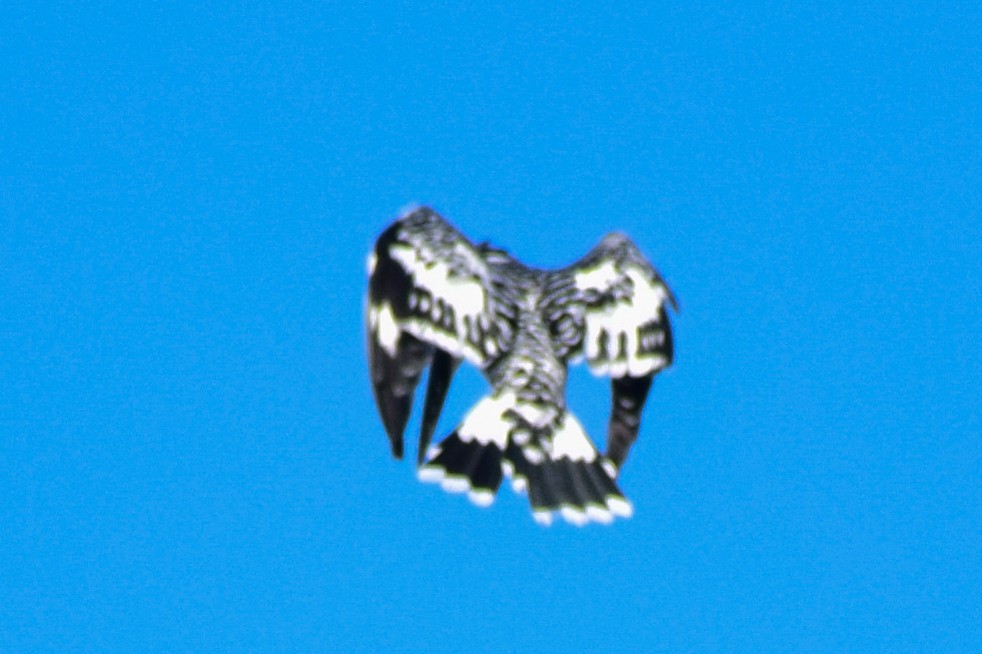 ヒメヤマセミ - ML644580322