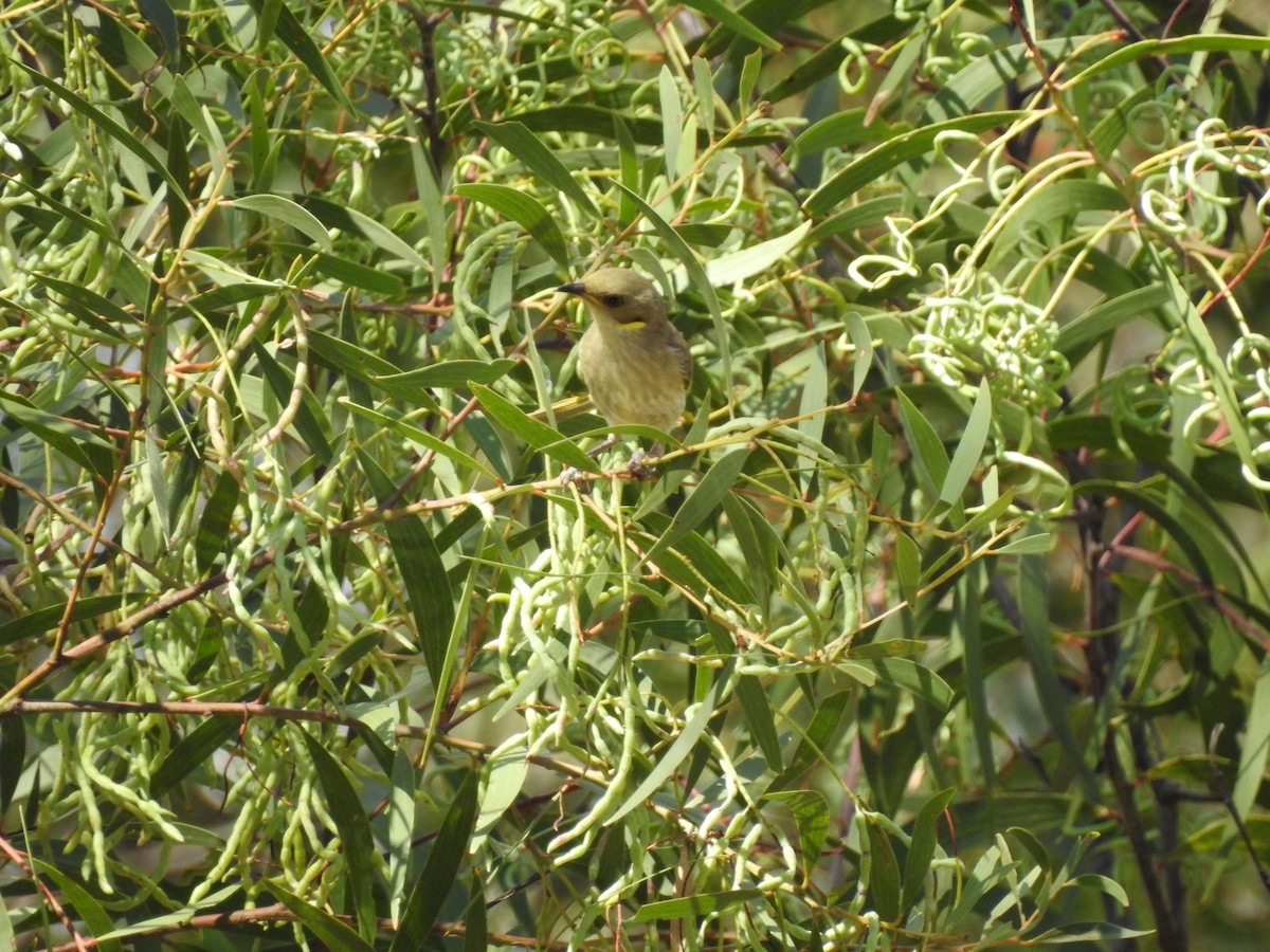 Fuscous Honeyeater - ML644580323