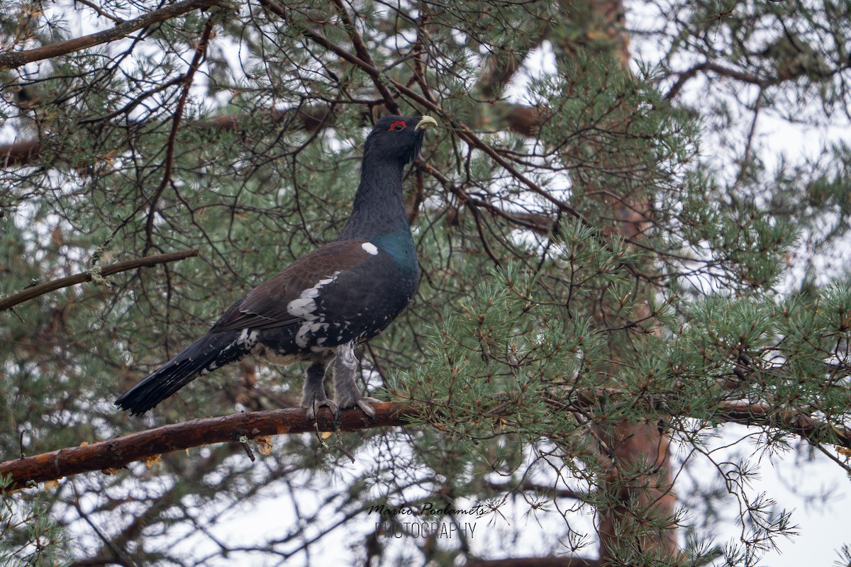 tetřev hlušec - ML644580324