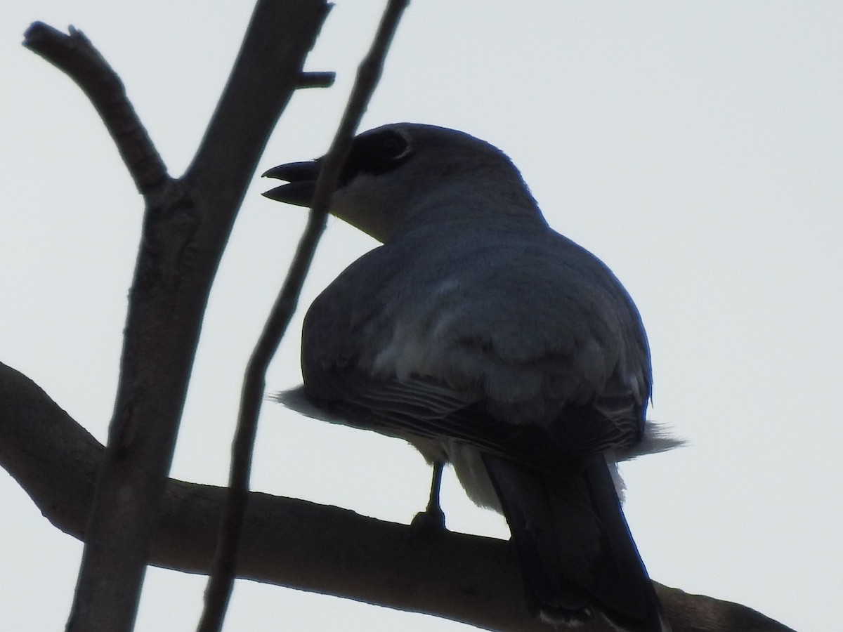 White-bellied Cuckooshrike - ML644580325