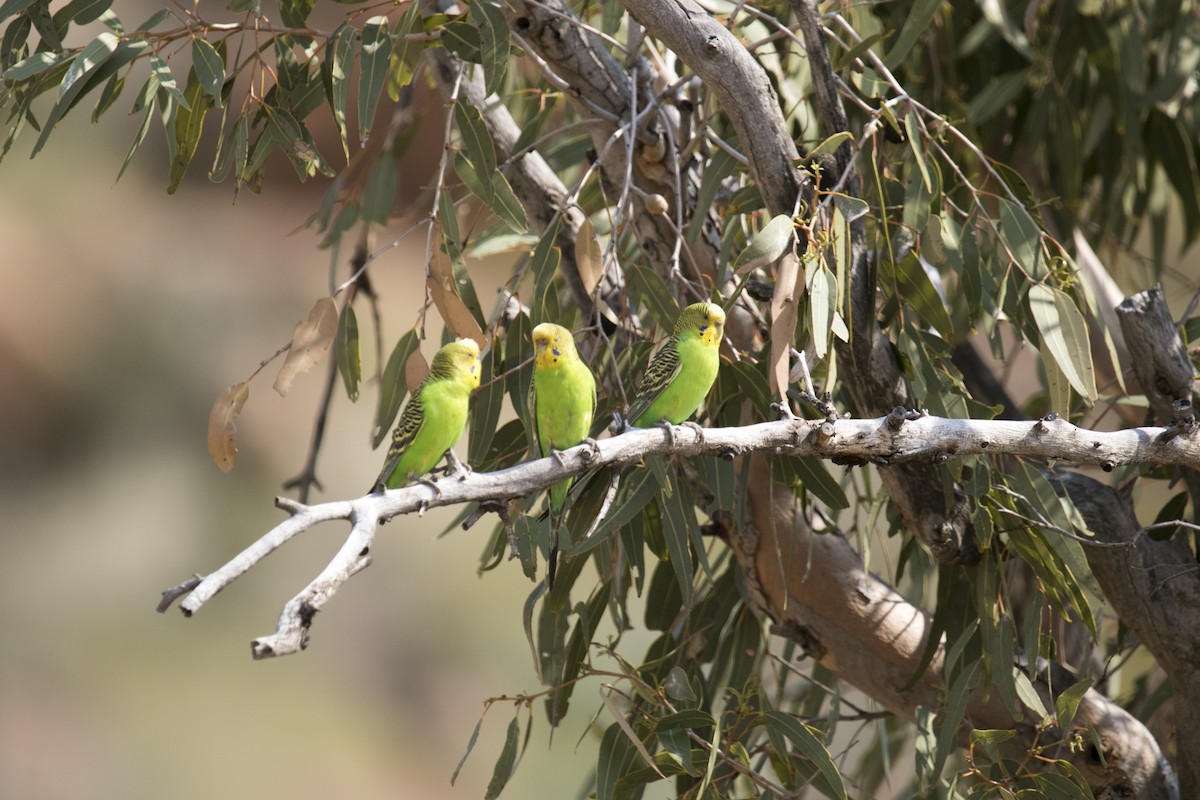 Budgerigar - ML644580327